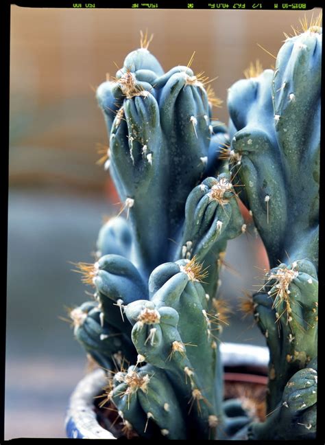 Cereus Cereus Peruvianus Monstrosus Prima Living