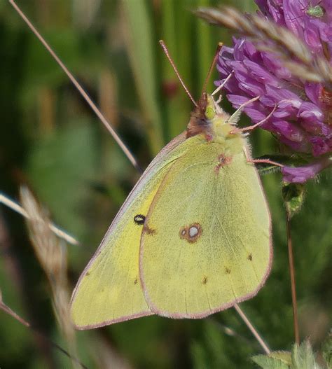 Colias Eriphyle 2 West Bragg Creek Alberta Norbert Kondla Flickr