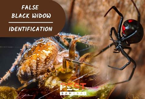 False Black Widow Identification, Habitat and Control - Pest Samurai