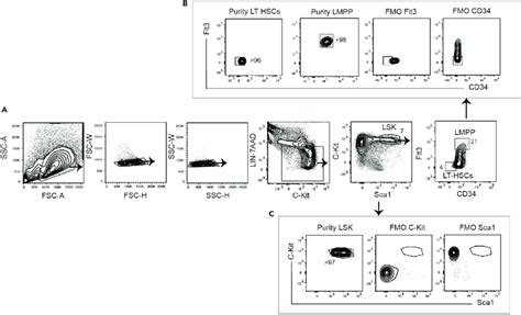 Facs Cell Sorting Gating Strategy For Hematopoietic Stem And Progenitor