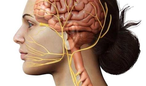 What Is The Vagus Nerve Plus 6 Ways To Stimulate Your Vagus Nerve For