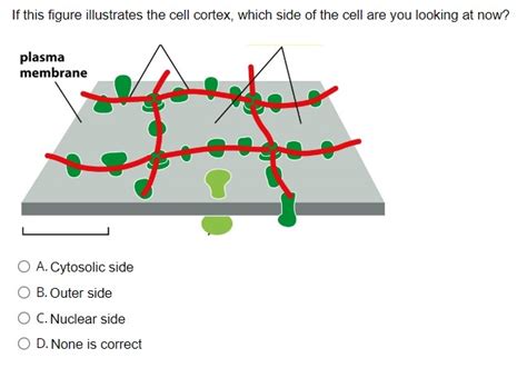 If this figure illustrates the cell cortex, which | Chegg.com