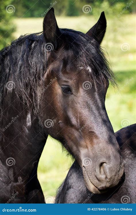 Black Friesian horse stock photo. Image of horse, inaction - 42278406