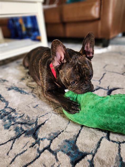 Loki and his favorite toy! : r/frogdogs