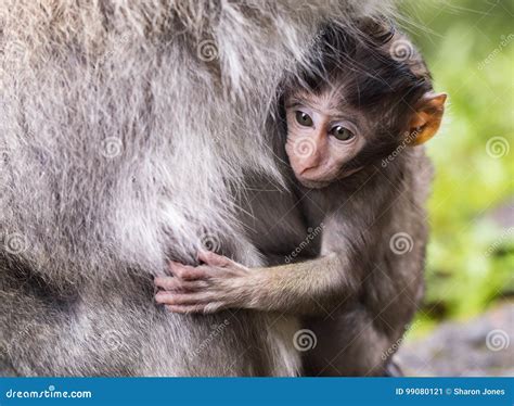 Baby Macaque Monkey on Mother Stock Image - Image of nature, primate: 99080121