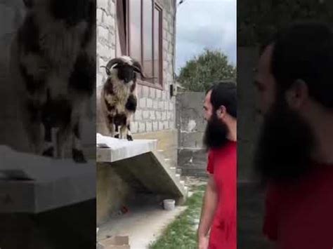 Суровый чеченский баран - YouTube