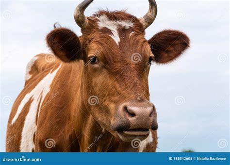 Beautiful Brown Cow Head With Horns Closeup Stock Image Image Of