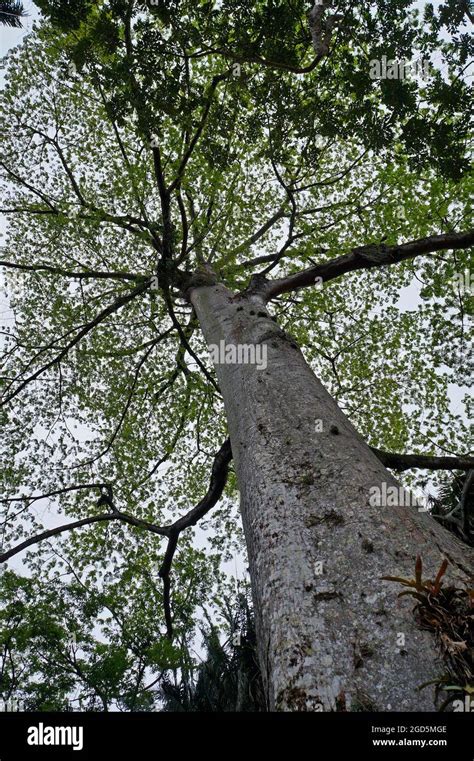 Sumauma tree Fotos und Bildmaterial in hoher Auflösung Alamy