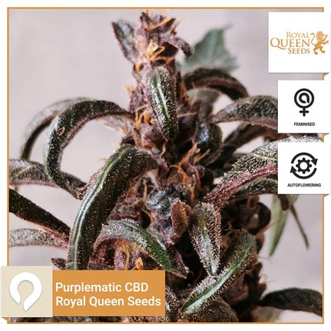 Purplematic Cbd Royal Queen Seeds Feminised Seeds Kazam Seeds