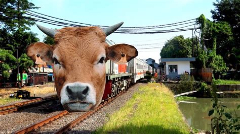 Busyet Gaes Kereta Apinya Bisa Berubah Jadi Sapi Mau Lewat YouTube