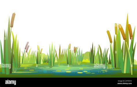 Swamp Landscape With Reed And Cattail Isolated Element Horizontally