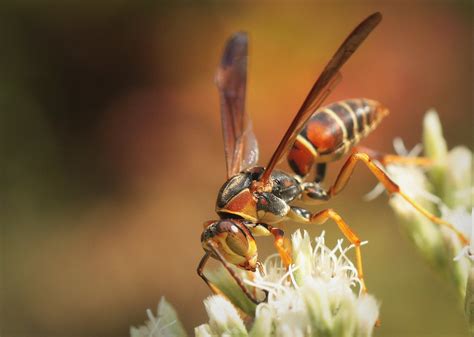 Brown Paper Wasp In Our Back Yard In Ohio Hoffman80 Flickr