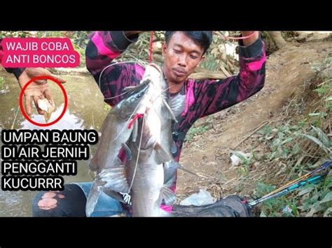 Rekor Mancing Ikan Baung Babon Di Sungai Saat Surut Air Ada Ribuan