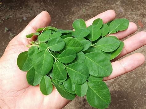 What are the Health Benefits of Malunggay? | Moringa-O2