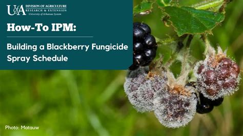 Managing Diseases In Blackberry Building A Fungicide Spray Schedule