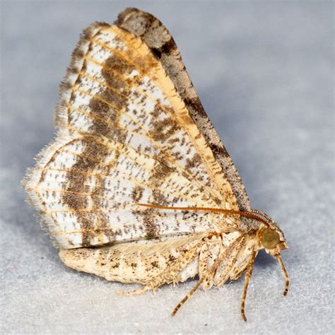 Faint Spotted Angle Hodges 6386 Digrammia Ocellinata BugGuide Net