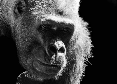 Gorila Mono Primate Foto Gratis En Pixabay Pixabay