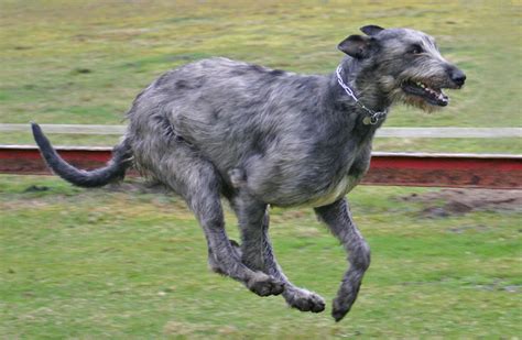 Irish Wolfhound Info, Temperament, Puppies, Pictures, Lifespan