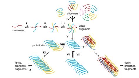 Structural Dynamics of Amyloid-β Aggregation in Alzheimer’s Disease ...