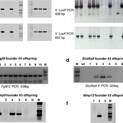 Germ Line Transmission Of Founder Alleles Generated Using Easi Crispr Download Scientific