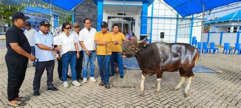 Momentum Idul Adha Syahbandar Molawe Berbagi Daging Kurban Di Empat Desa