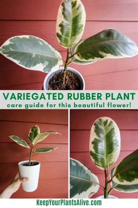 Variegated Rubber Plant Care Guide - keep your plants alive