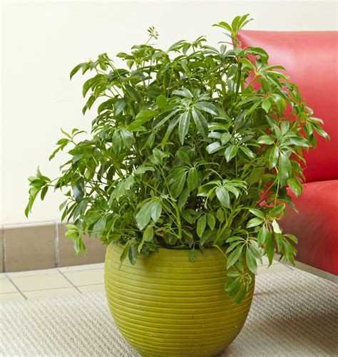 How To Grow And Care For Schefflera