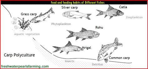 Biofloc Fish Farming Training at Rs 5000/person | fish farming ...