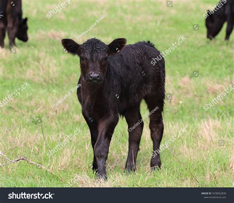 13,554 Angus calves Images, Stock Photos & Vectors | Shutterstock