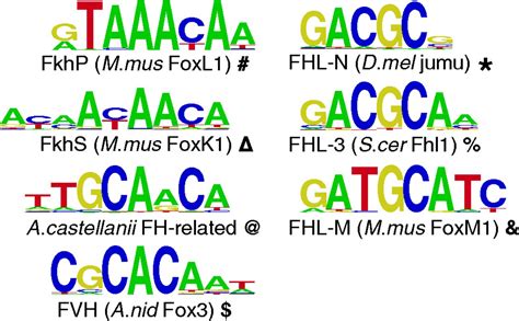 Dna Binding Specificity Changes In The Evolution Of Forkhead