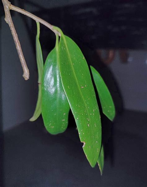 Amyema Haenkeana Loranthaceae Image At Phytoimages Siu Edu