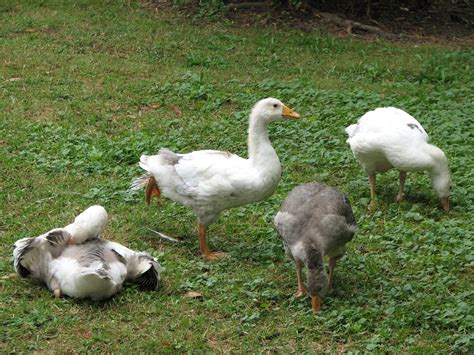 Pilgrim geese? yes or no? | BackYard Chickens - Learn How to Raise Chickens