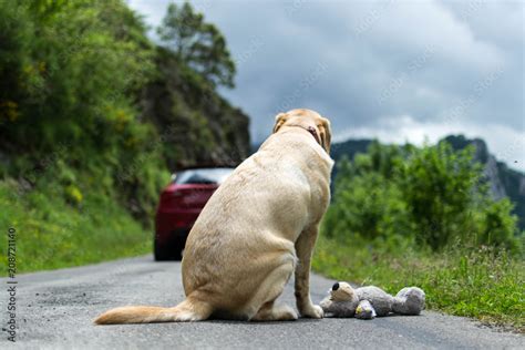 No Abandones A Tu Mascota Perro Abandonado En La Carretera Stock Photo