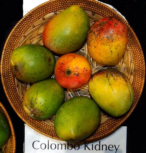 Colombo Kidney Mango