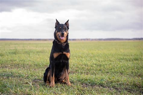 Beauceron Breed Info: Pictures, Interesting Facts & Traits | Hepper