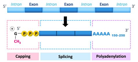 RNA Processing