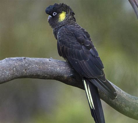 Yellow-tailed Black Cockatoo - Moonlit Sanctuary