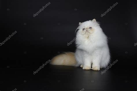 Red Point Himalayan persian cat on black background Stock Photo by ...