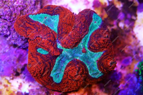 Premium Photo Lobophyllia Sp Large Polyps Stony Coral In Reef Aquarium Tank