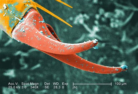 Free picture: ventral, exoskeletal, surface, larval, antlions, mandibles