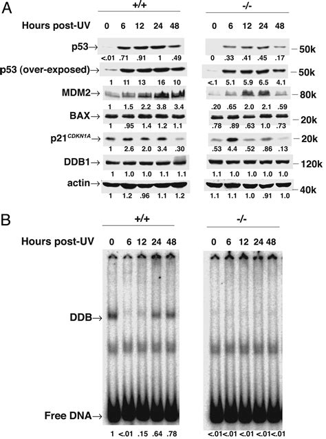 Ddb2 Gene Disruption Leads To Skin Tumors And Resistance To Apoptosis