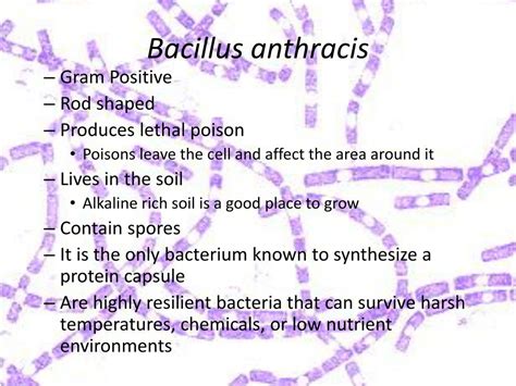 Ppt Anthrax Bacillus Anthracis Powerpoint Presentation Free