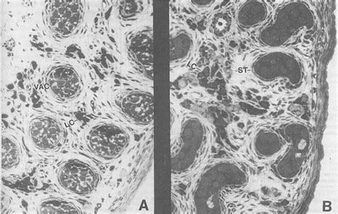 Seminiferous Tubules St And Leydig Cells Lc From A Representative