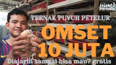 Kuliah Sambil Usaha Ternak Puyuh Ade Hasilkan 10 JT Omset Perbulan