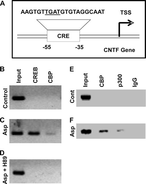 Aspirin Induces The Recruitment Of CREB To The Cntf Promoter A DNA