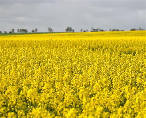 Most Valuable Crops Grown In Oklahoma Oklahoma Daily News