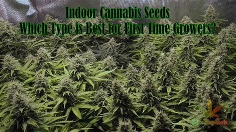 Indoor Cannabis Seeds - Best for First Time Growers? - CoffeeShopSeeds