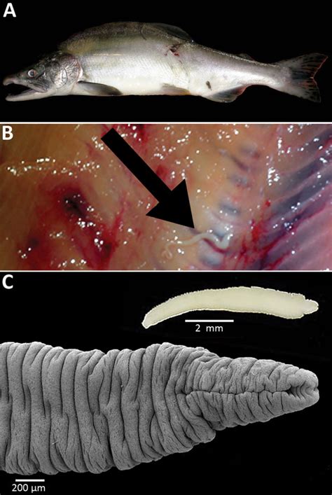 Tapeworm Larvae