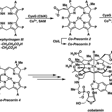 Ring Contraction Sequence In The Anaerobic Biosynthesis Of Cobalamin