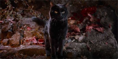 Sorry Salem The Best Talking Cat Is Actually In This Movie